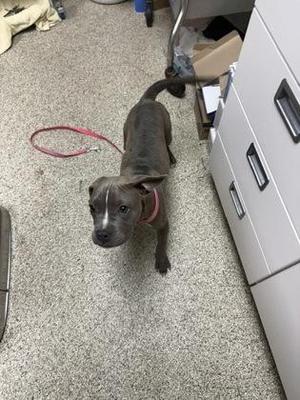 A gray puppy with a red collar standing on a carpeted floor, looking up at the camera.