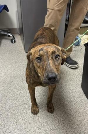 Dolly, Terrier / Mixed Breed, adult, available for adoption