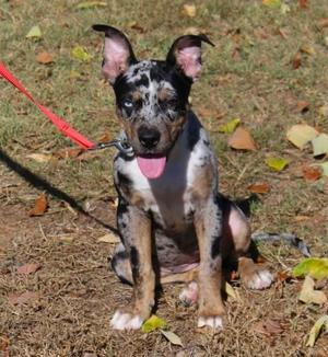 A black and white spotted dog with pink ears and a red leash, sitting on grass with leaves around it.