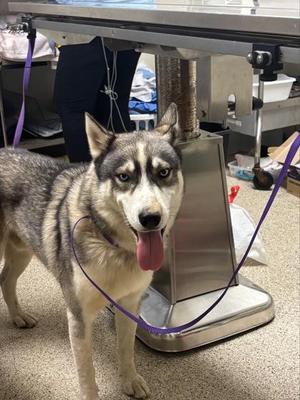 Balto, Husky / Shepherd, adult, available for adoption