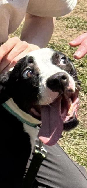 Daisy, Boxer / Mixed Breed, adult, available for adoption