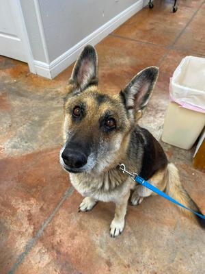 A German Shepherd dog with its ears perked up, sitting on a tiled floor with a blue leash attached.