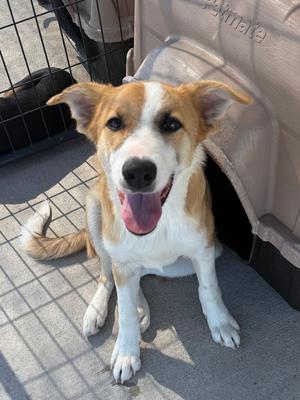 Cobbler, Golden Retriever / Australian Shepherd, puppy, available for adoption
