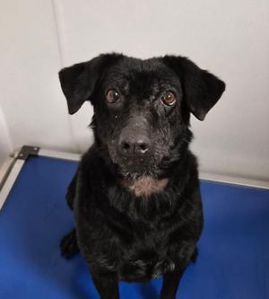 Lumen, Labrador Retriever, adult, available for adoption
