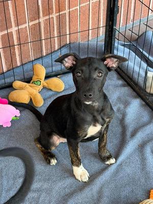 Ariana, Blue Heeler, puppy, available for adoption