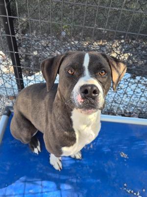 Cheech, Labrador Retriever / American Bully, adult, available for adoption