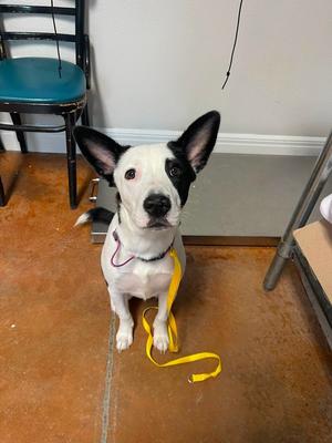 Fancy, Border Collie / Mixed Breed, available for adoption
