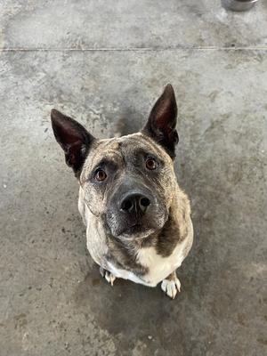 A close-up shot of a brindle dog with pointy ears looking up at the camera.