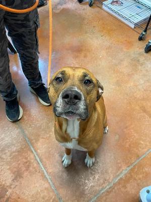 Freya, Mastiff, adult, available for adoption