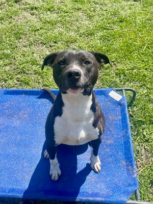 Cheerio, American Pit Bull Terrier, adult, available for adoption