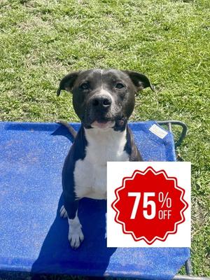 Cheerio, American Pit Bull Terrier, adult, available for adoption