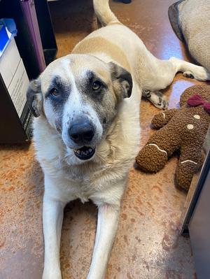 Luna Bear, Great Pyrenees, senior, available for adoption