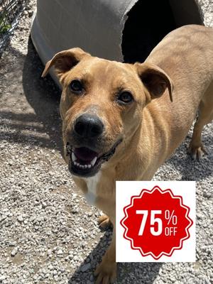 Fudge, Labrador Retriever, young, available for adoption