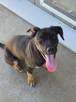 A black and brown puppy with a pink tongue sticking out, sitting on a concrete surface.