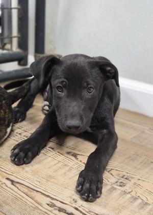 Delta, Labrador Retriever / Pit Bull Terrier, puppy, available for adoption