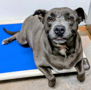 Karma, Staffordshire Bull Terrier, young, available for adoption