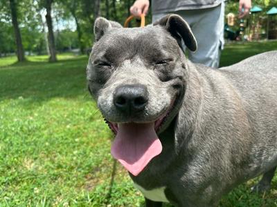 Karma, Staffordshire Bull Terrier, young, available for adoption
