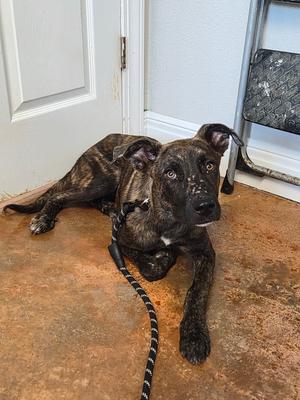 Astrid, Plott Hound / Labrador Retriever, young, available for adoption