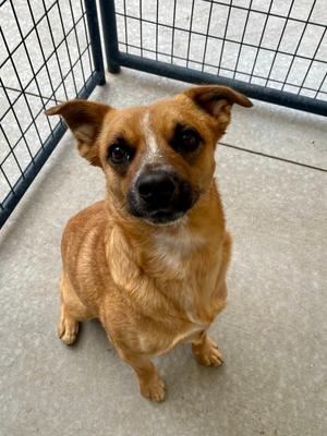 Gabe, Australian Cattle Dog, young, available for adoption