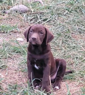 A brown puppy sitting in the grass.