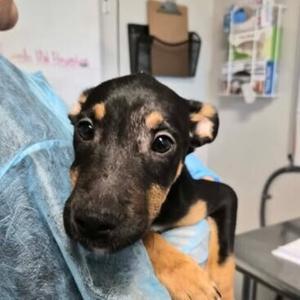 Grande, Blue Heeler, puppy, available for adoption