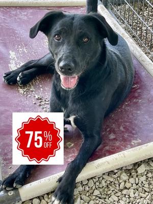 Chili, Labrador Retriever, adult, available for adoption