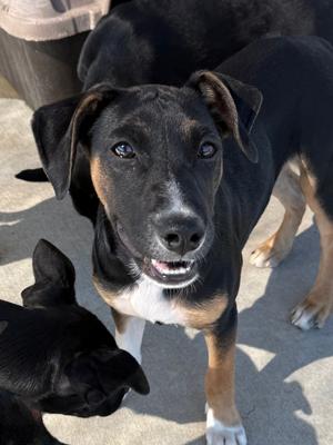 Bieber, Blue Heeler, puppy, available for adoption