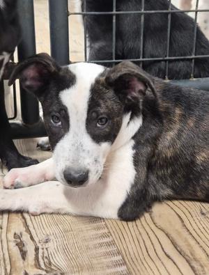 Jet Blue, Labrador Retriever / Pit Bull Terrier, puppy, available for adoption