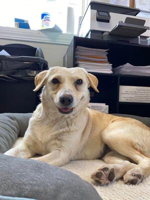 Honeybee, Labrador Retriever / Beagle, young, available for adoption