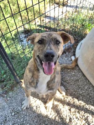 A brown and white brindle dog with a black nose and pink tongue is standing in a fenced area. The dog is looking up and appears to be happy.