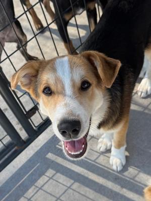 Gooseberry, Golden Retriever / Australian Shepherd, puppy, available for adoption