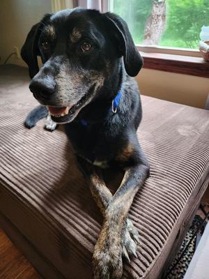 Blackie, Labrador Retriever / German Shepherd Dog, adult, available for adoption