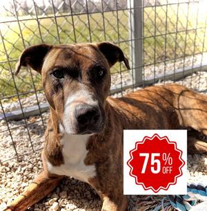 Elsa, German Shepherd Dog / Border Collie, adult, available for adoption