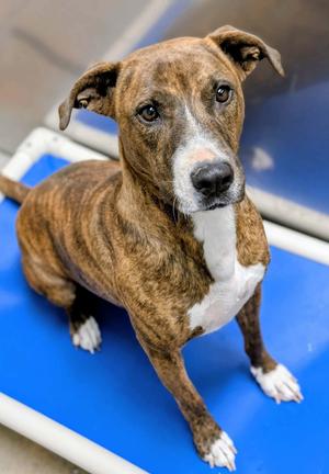 Elsa, American Pit Bull Terrier / German Shepherd Dog, adult, available for adoption