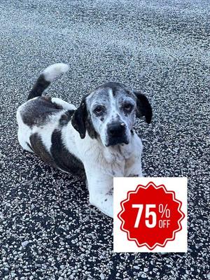 Gertie, Beagle, senior, available for adoption
