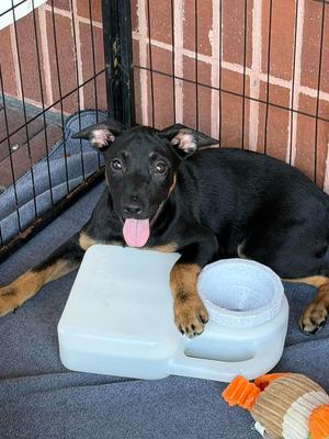 Eilish, Blue Heeler, puppy, available for adoption
