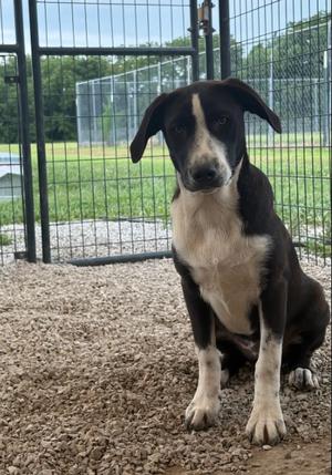 Courage, Blue Heeler, puppy, available for adoption