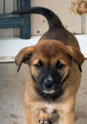 Chicken Little, Bluetick Coonhound, puppy, available for adoption