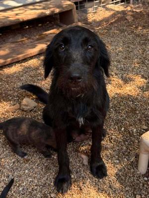 Goldie, Goldendoodle, available for adoption