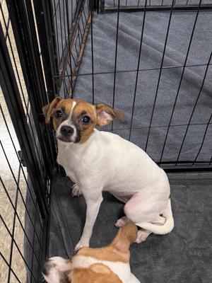 Marshmallow, Chihuahua / Pug, young, available for adoption