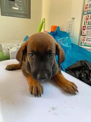 Jewel, Bluetick Coonhound, puppy, available for adoption