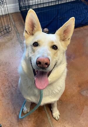 Loonuh, German Shepherd Dog, adult, available for adoption