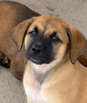 Lady Kluck, Bluetick Coonhound, puppy, available for adoption