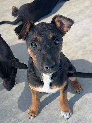 Cyrus, Blue Heeler, puppy, available for adoption