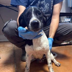 Drax, Terriers (Small) / Hounds (All Types), young, available for adoption