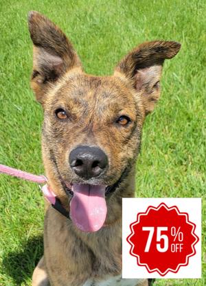 Buckeye, Australian Cattle Dog, adult, available for adoption