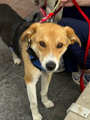 Axel, Australian Cattle Dog / German Shepherd Dog, adult, available for adoption