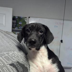 A black and white puppy with large, expressive eyes sitting on a gray couch. The puppy has floppy ears and a fluffy coat with a white chest and neck area. The background includes a whiteboard with some writing and a framed picture on the wall.