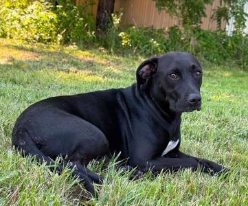 Bessie, Labrador Retriever, adult, available for adoption