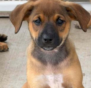 Daisy Duck, Bluetick Coonhound, puppy, available for adoption